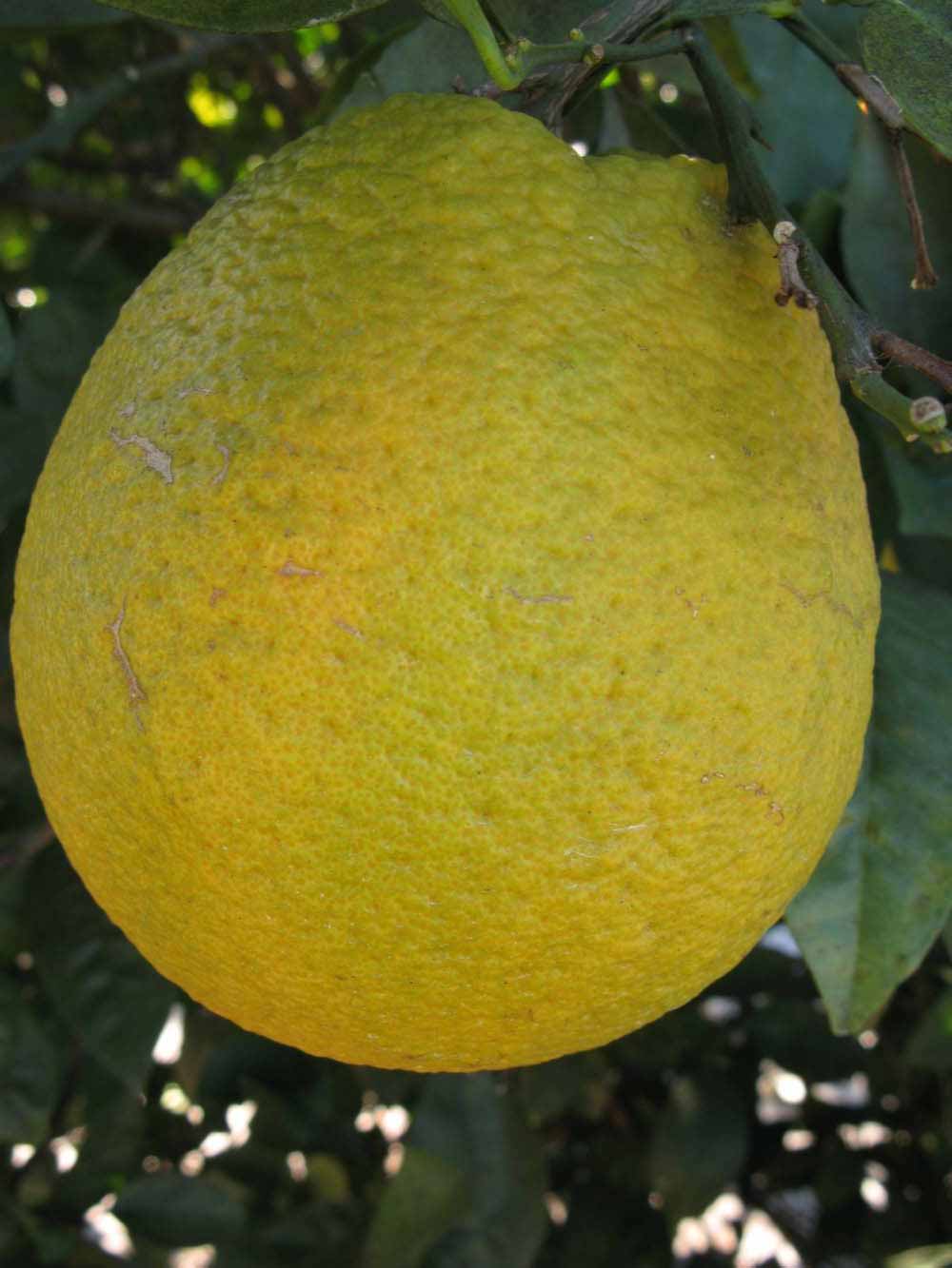            Fruit (Winter Haven, FL)   